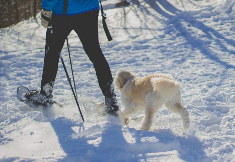 Schneeschuhwanderung mit Hund
