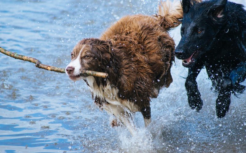 Hunde im Wasser